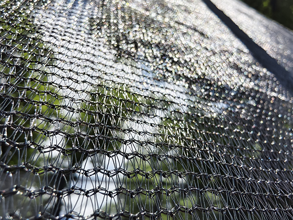 Rectangular Trampoline